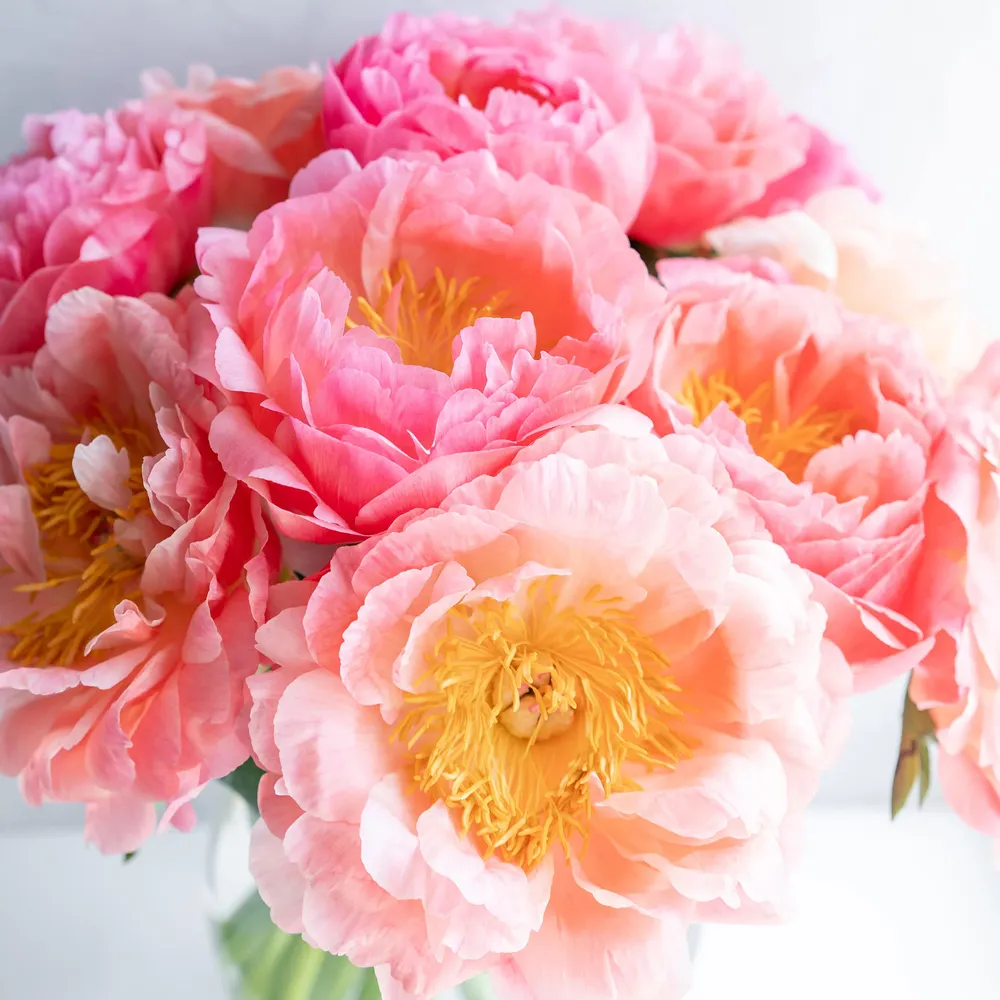 Peony Roots for Bridal Bouquet Planting