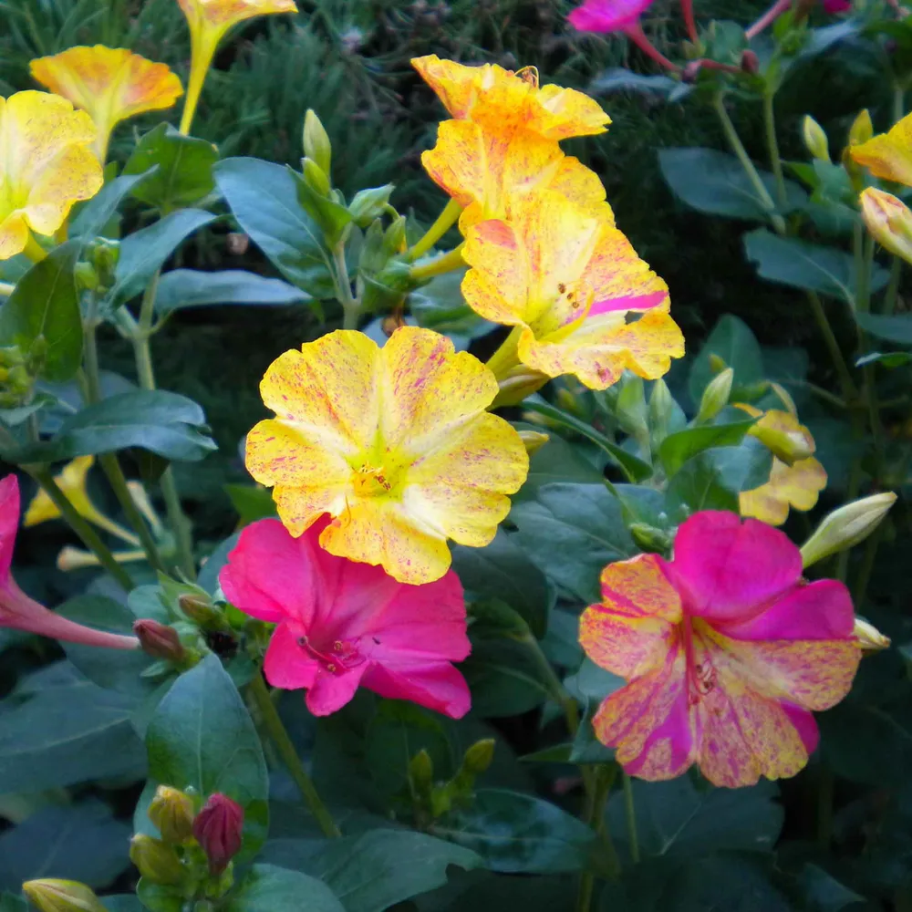 VEGSOW Four O'Clock Seeds - Bicolor Mix