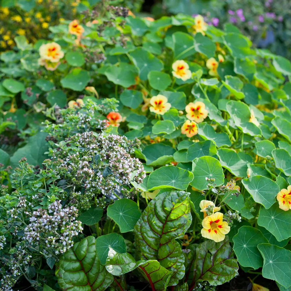VEGSOW Nasturtium Seeds (Dwarf) - Peach Melba