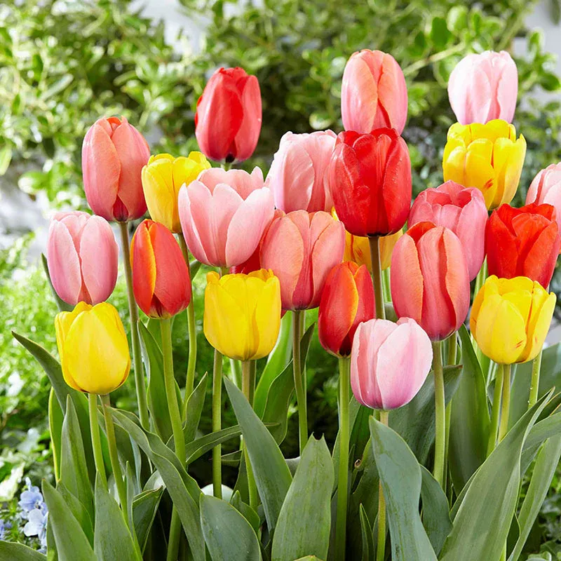 Darwin Hybrid Tulip Bulbs - Mixed Color Variety Pack