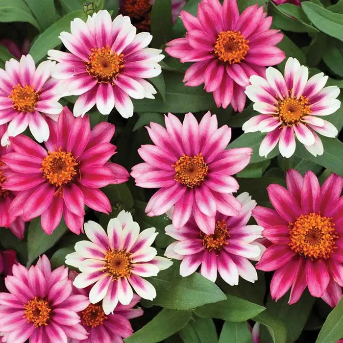 VEGSOW Profusion Cherry Bicolor Zinnia Seeds - Heat Tolerant Annual Flower Seeds