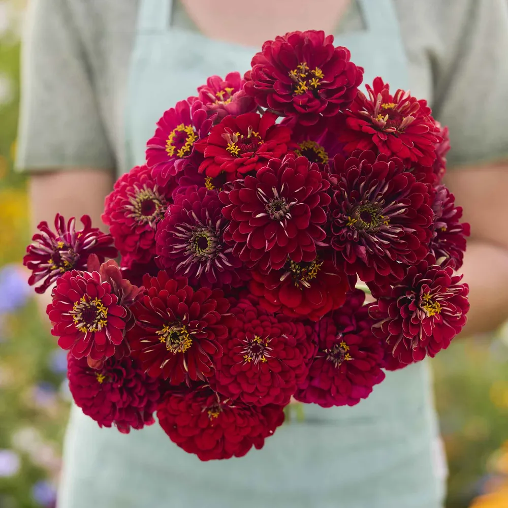 VEGSOW Benary's Giant Scarlet Zinnia Seeds - Tall Heirloom Flower Seeds