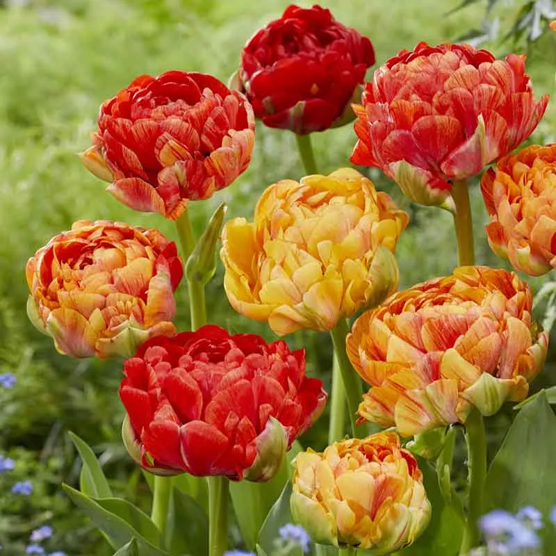 VEGSOW Double Gudoshnik Tulip Bulbs - Multi-Petal Spring Flowering Bulbs