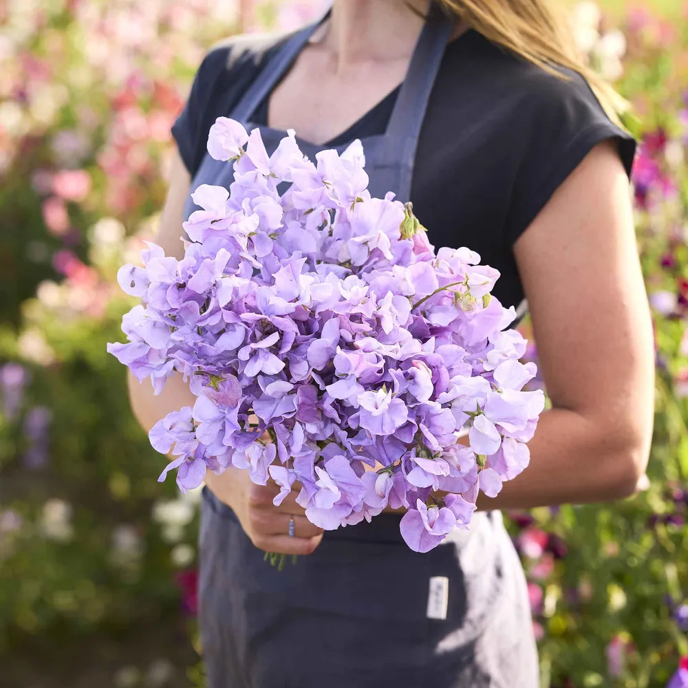 VEGSOW Royal Lavender Sweet Pea Seeds - Heirloom Flower Seeds