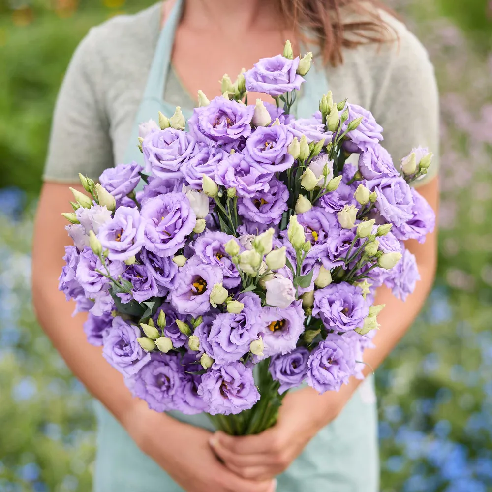 Corelli 2 Lavender Lisianthus Seeds - Professional Cut Flower Variety