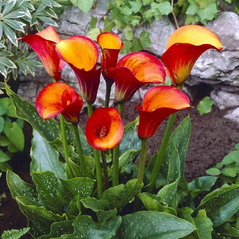 VEGSOW Flame Calla Lily Bulbs - Vibrant Orange Perennial Flowering Bulbs