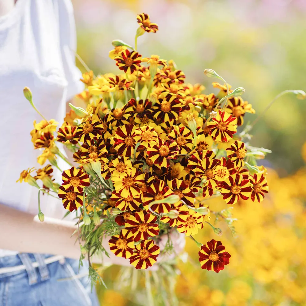 VEGSOW French Marigold Seeds - Court Jester Variety