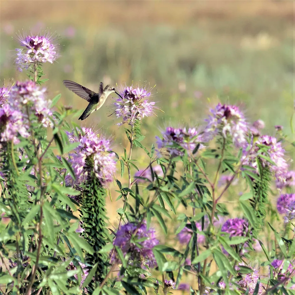 VEGSOW Rocky Mountain Beeplant (Wild Cleome) Seeds for Pollinator Gardens
