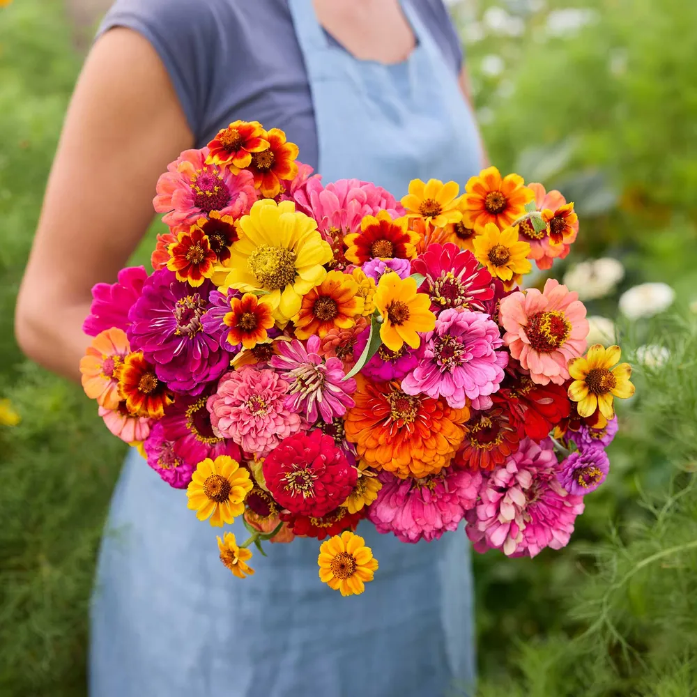 VEGSOW Zinnia Flower Seed Mix - Assorted Heirloom Zinnia Seeds for Garden