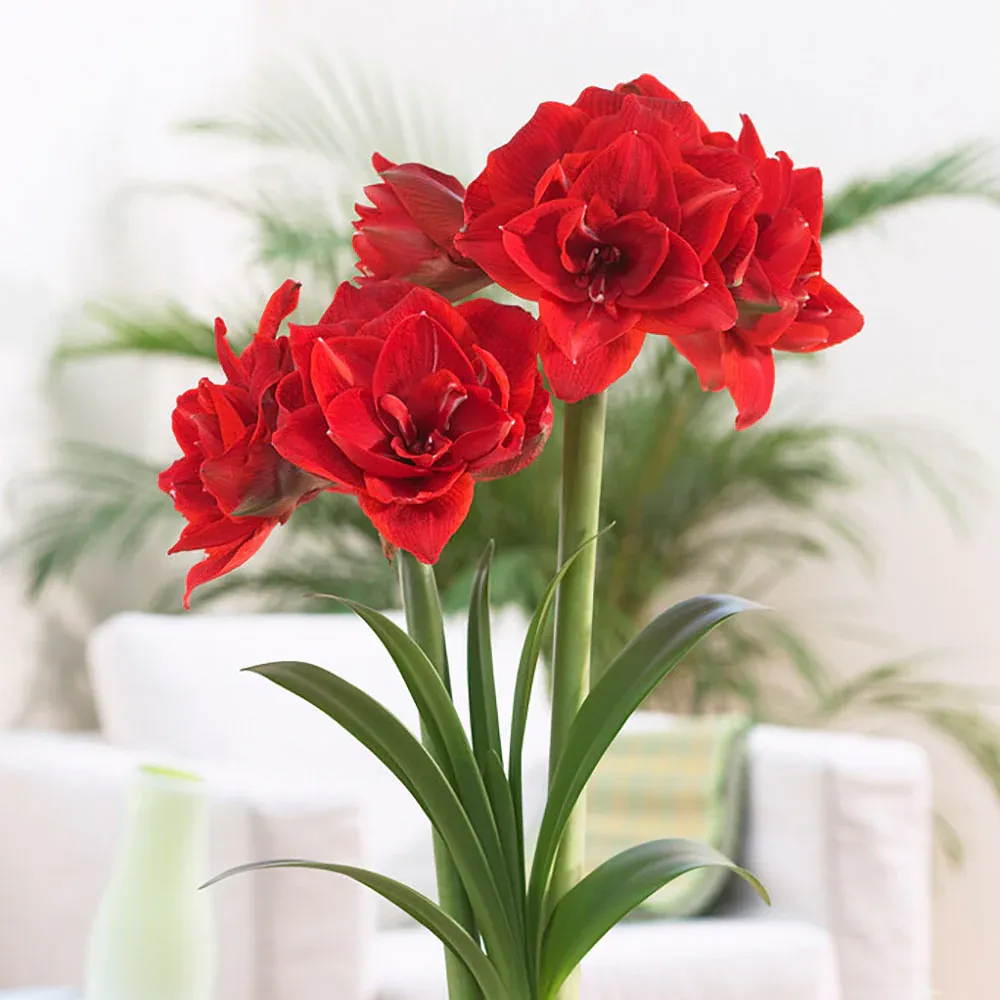 VEGSOW Cherry Nymph Amaryllis Bulb - Large Flowering Indoor Bulb