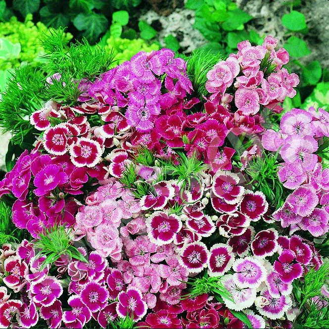 VEGSOW Sweet William Seeds - Dwarf Wee Willie Mix