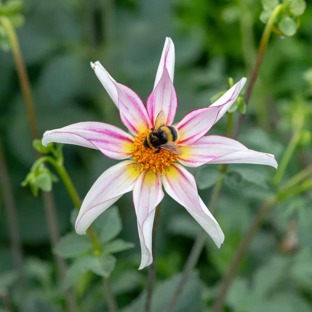 VEGSOW Honka Fragile Orchid Dahlia Tubers - Star-Shaped Flowering Bulbs