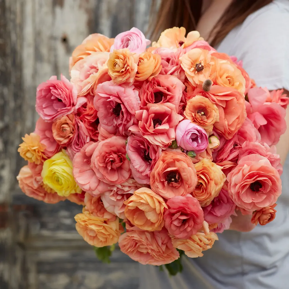 VEGSOW Salmon Ranunculus Bulbs - Vibrant Spring-Blooming Flower Bulbs