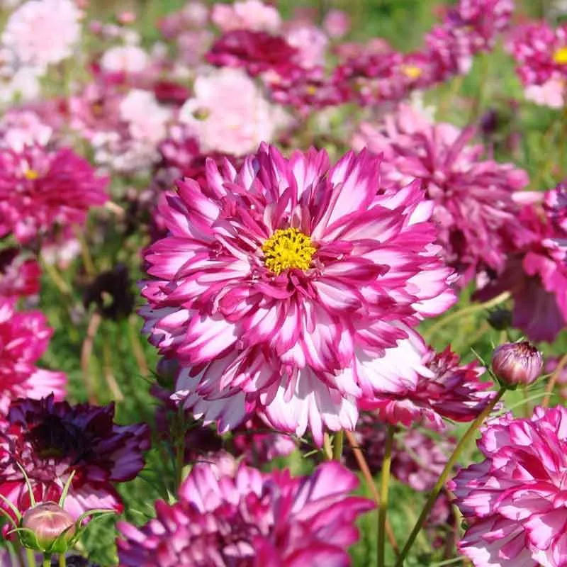 VEGSOW Double Click Double Violet Cosmos Seeds