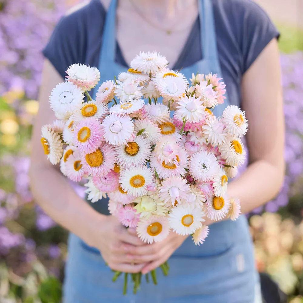 VEGSOW Strawflower Seeds - Silvery Rose