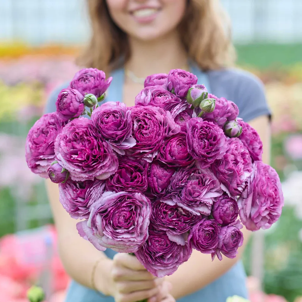 VEGSOW Ranunculus Bulbs - Romance Loubeyres®