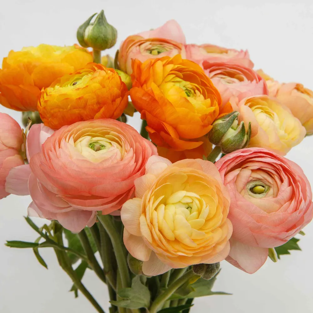 VEGSOW Ranunculus Bulbs - Golden Mix