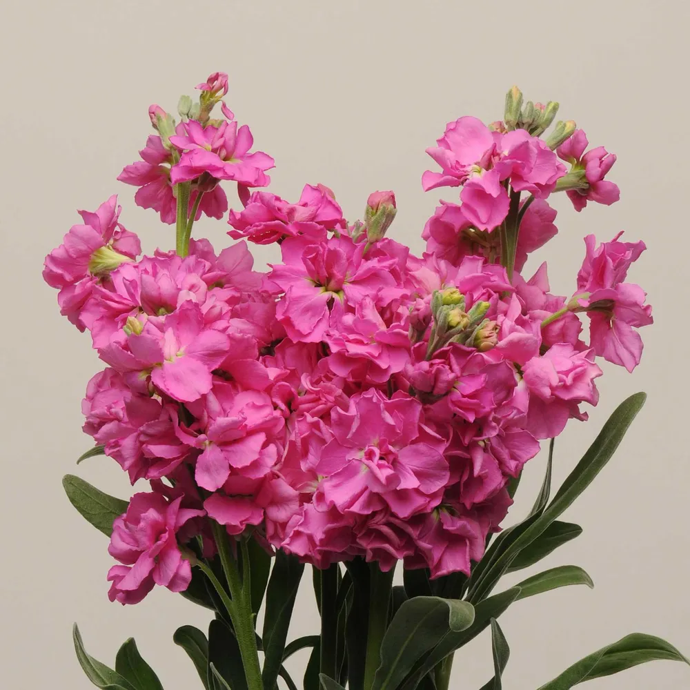 Katz Bright Rose Pea Seeds - Speckled Variety for Home Gardening