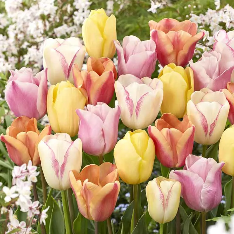 VEGSOW Tulip Bulbs - Pastel Mix