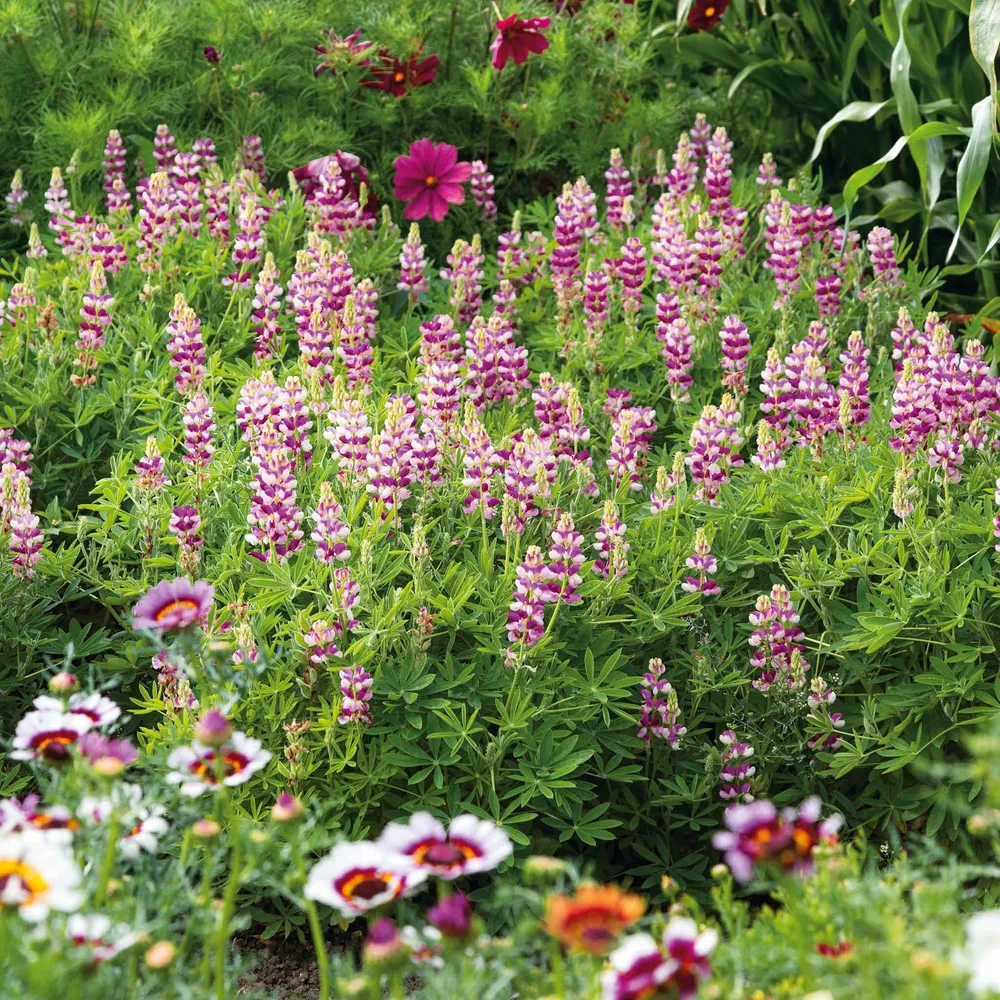 VEGSOW Lupine Seeds - Avalune Mix