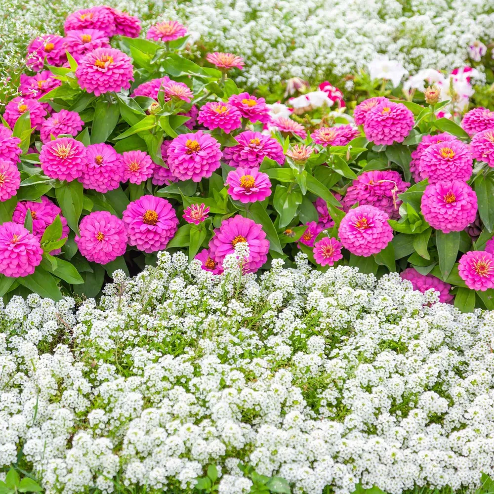 VEGSOW Alyssum Seeds - Tiny Tim Dwarf Sweet Alyssum