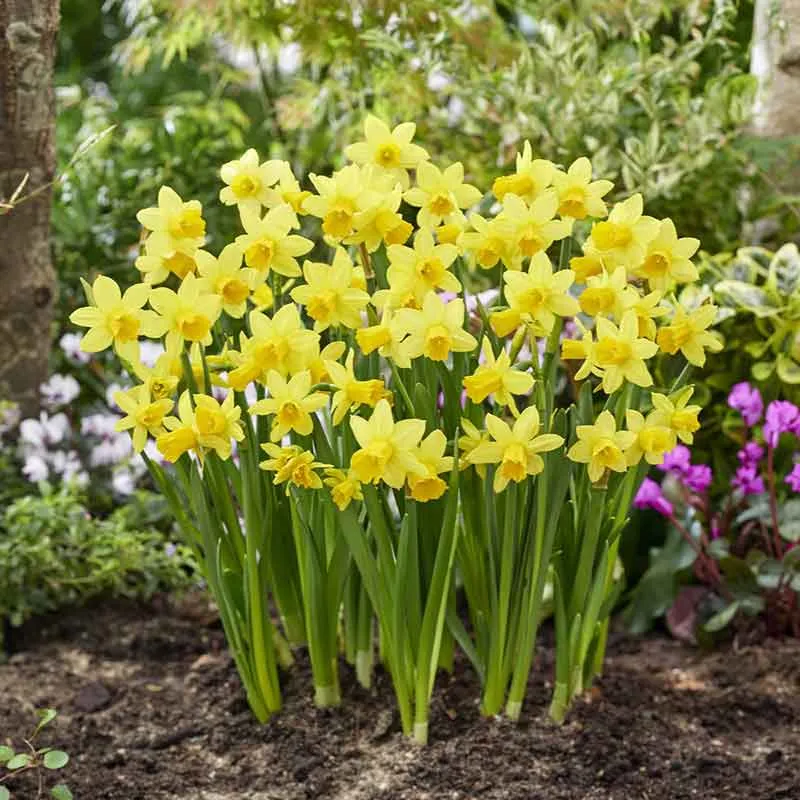 VEGSOW Tete a Tete Miniature Daffodil Bulbs - Early Spring Flowering Narcissus
