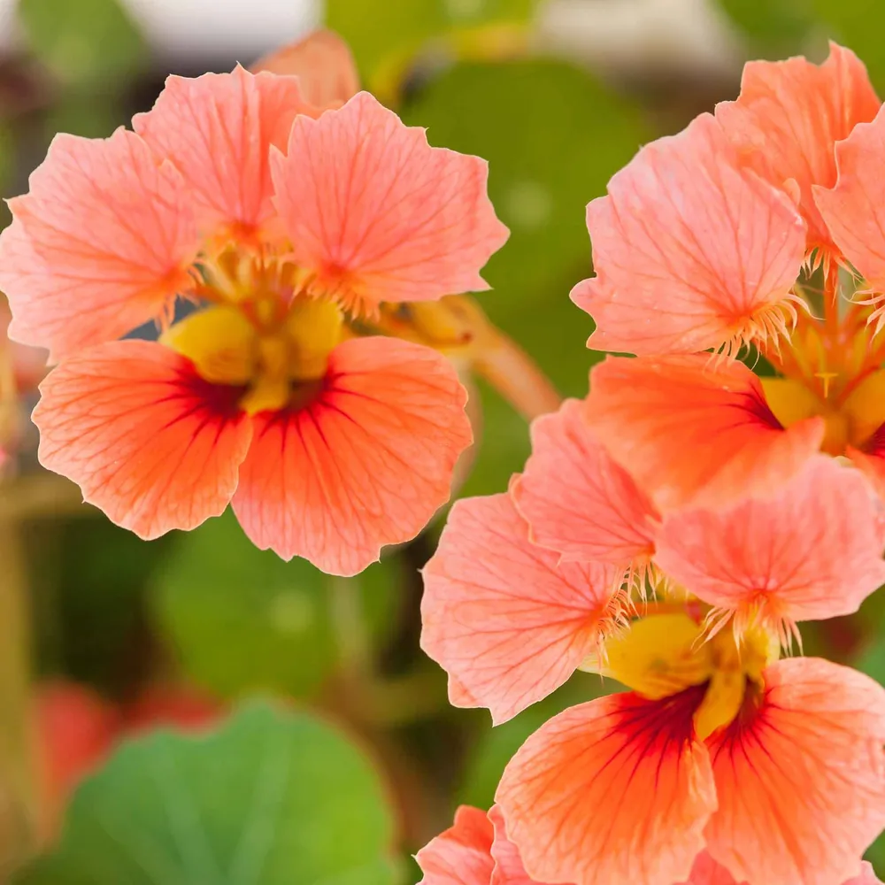 VEGSOW Nasturtium Seeds - Vesuvius