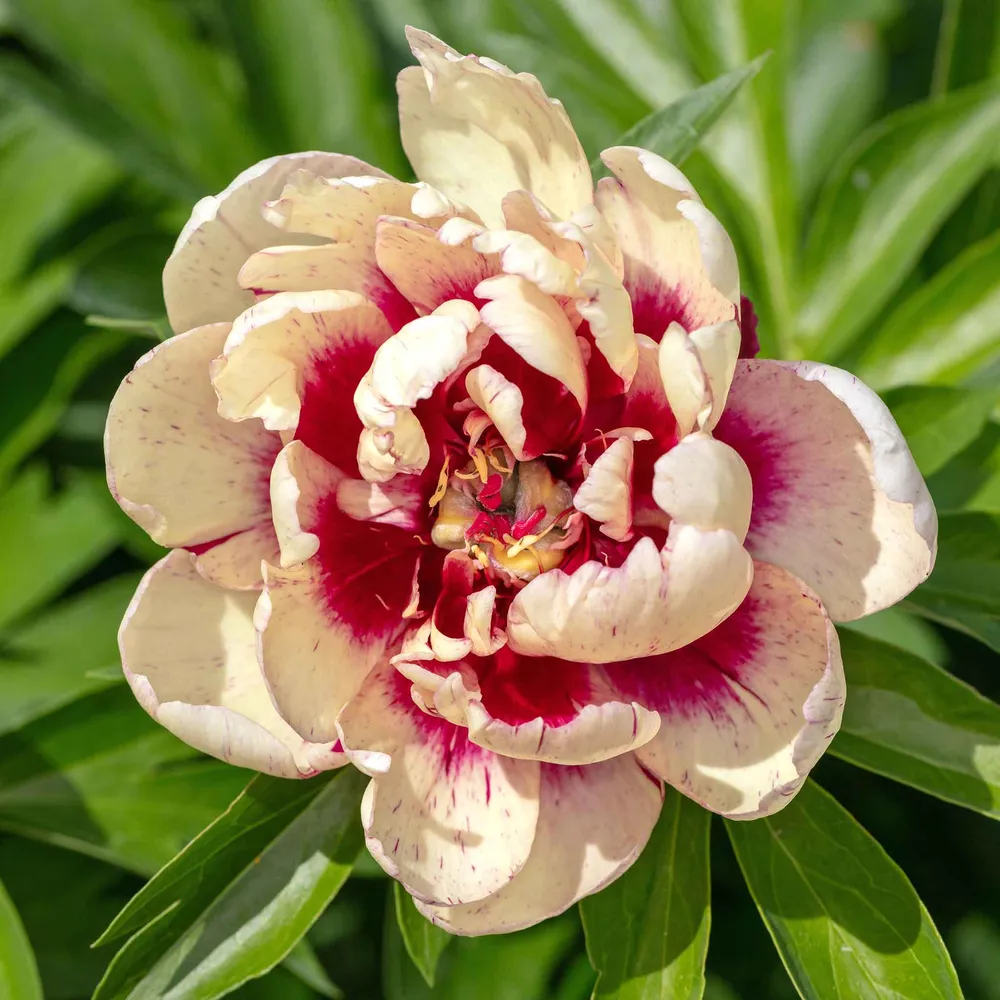 VEGSOW Itoh Peony Roots - All That Jazz