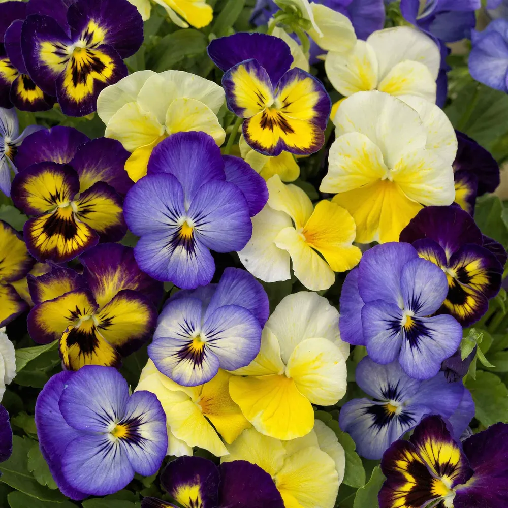 Colormax Lemonberry Pie Mix Flower Seeds
