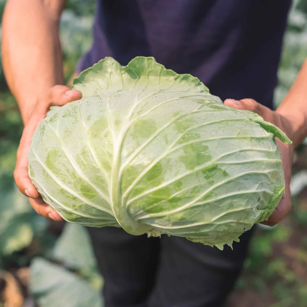 VEGSOW Late Flat Dutch Cabbage Seeds - Heirloom Vegetable Seeds for Home Gardening