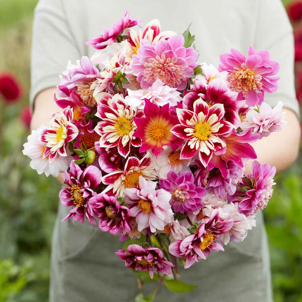 VEGSOW Dahlia Tubers - Bee & Butterfly Mix