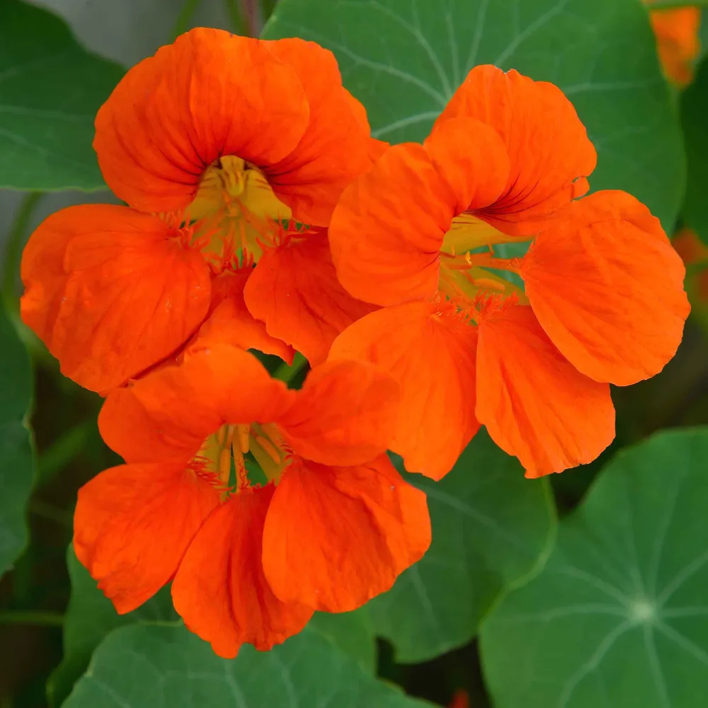 VEGSOW Nasturtium Seeds - Spitfire Heirloom Flower Seeds
