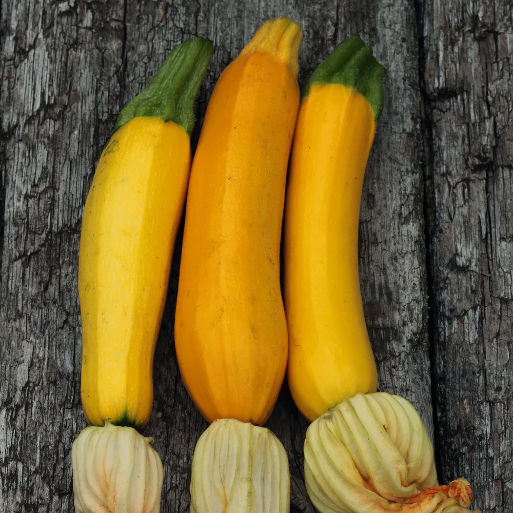 VEGSOW Golden Zucchini Seeds - Summer Squash Heirloom Variety