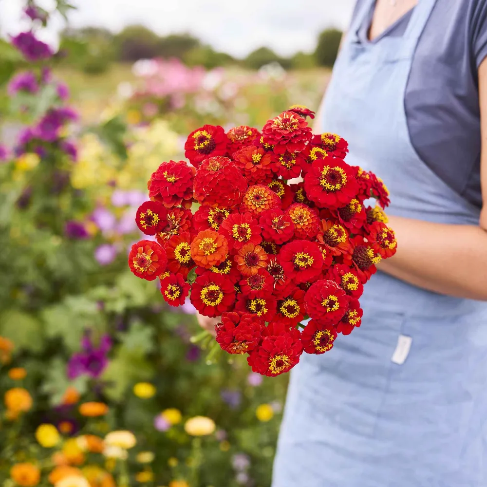 VEGSOW Lilliput Scarlet Zinnia Seeds - Annual Flower Seeds for Garden