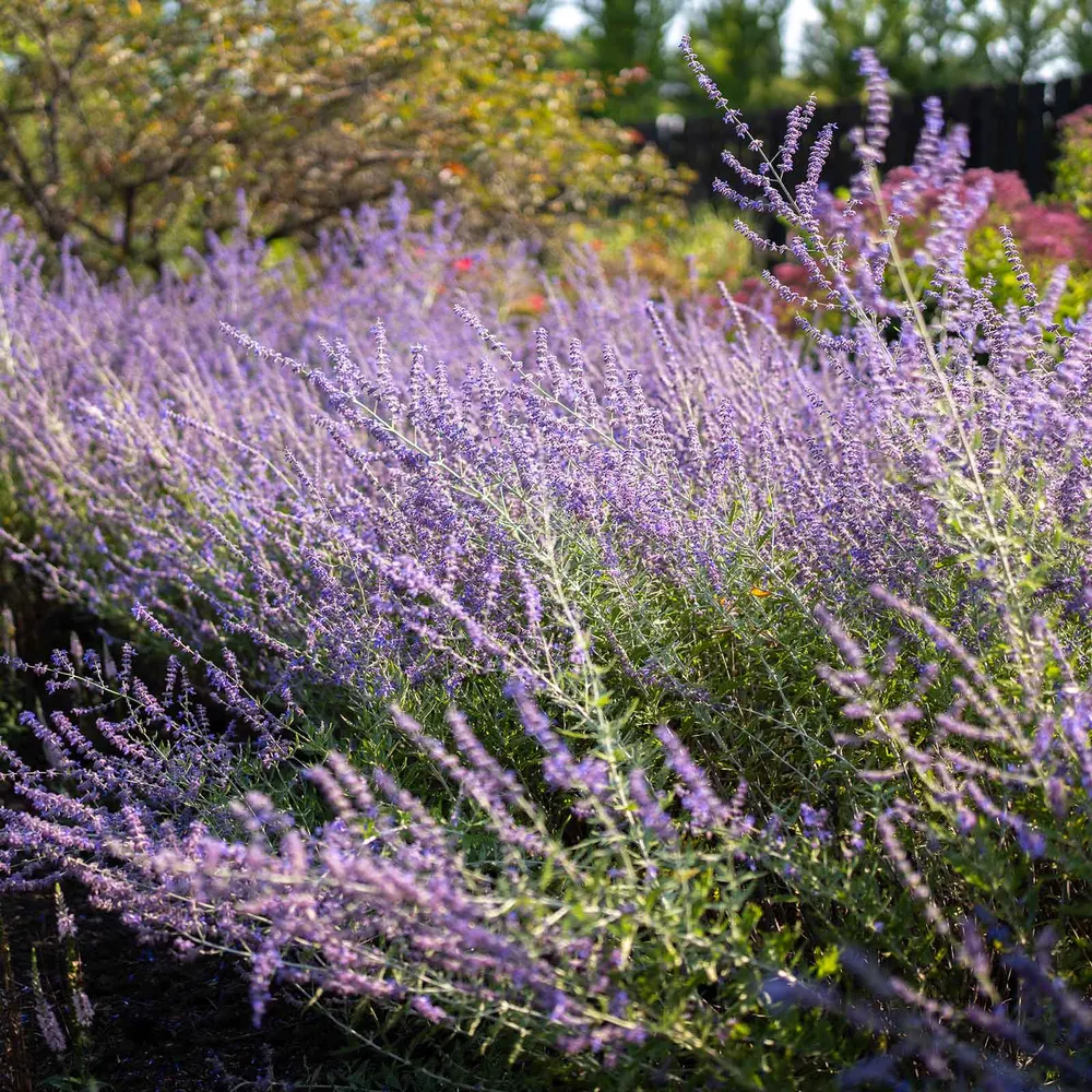 VEGSOW Russian Sage Seeds - Perovskia Atriplicifolia Blue Spire Perennial Flower Seeds