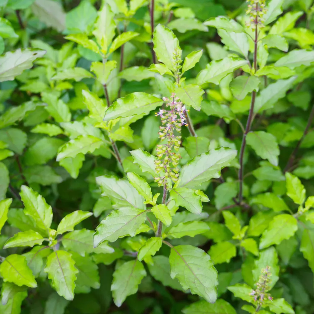 VEGSOW Holy Basil Seeds - Heirloom Tulsi Herb Seeds for Home Gardening