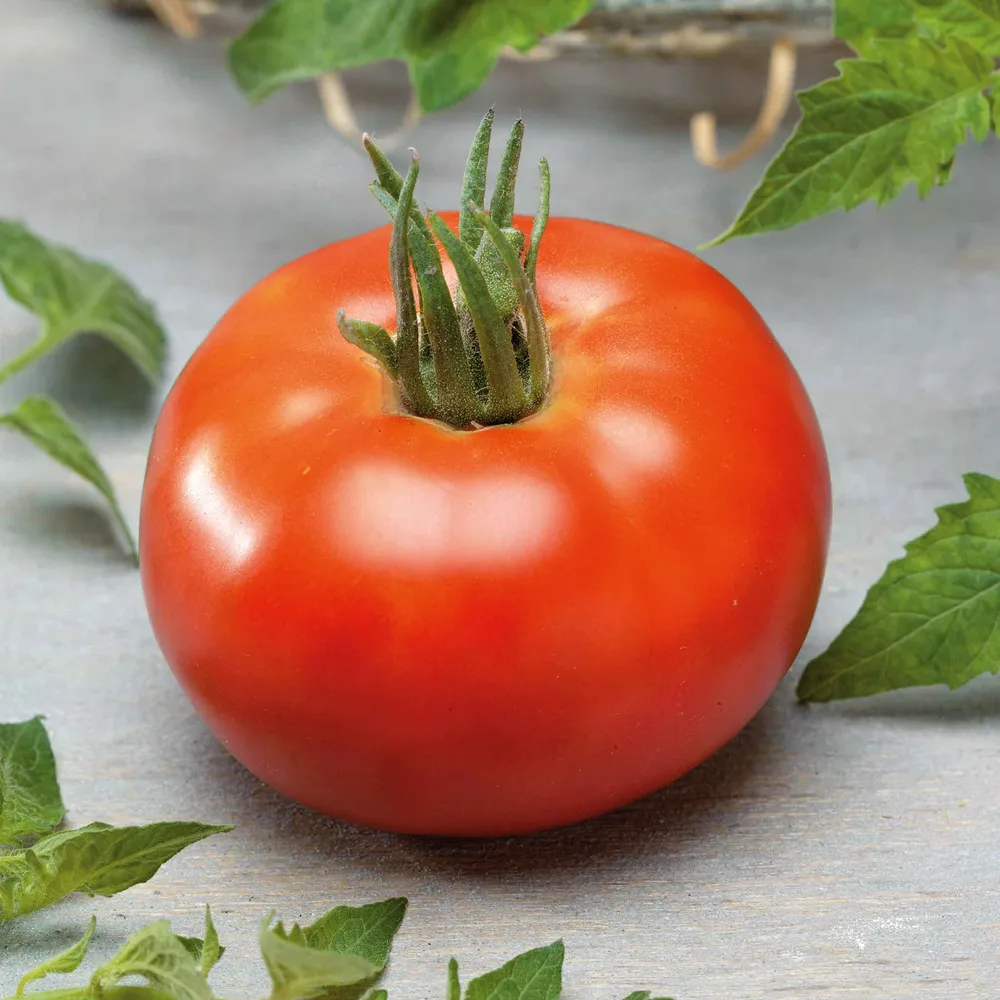 VEGSOW Better Boy Tomato Seeds - Hybrid Vegetable Seeds for Home Gardens