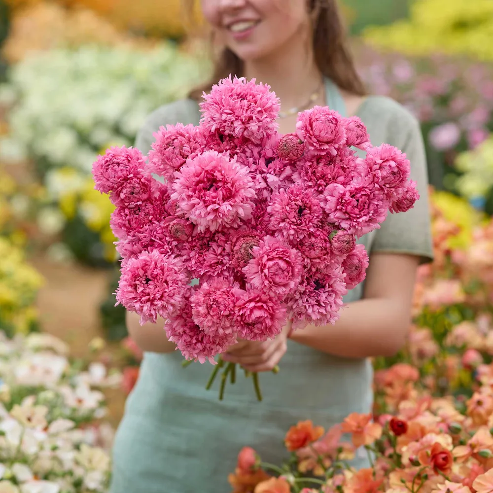 VEGSOW Ranunculus Bulbs - Poodle Ramlia®