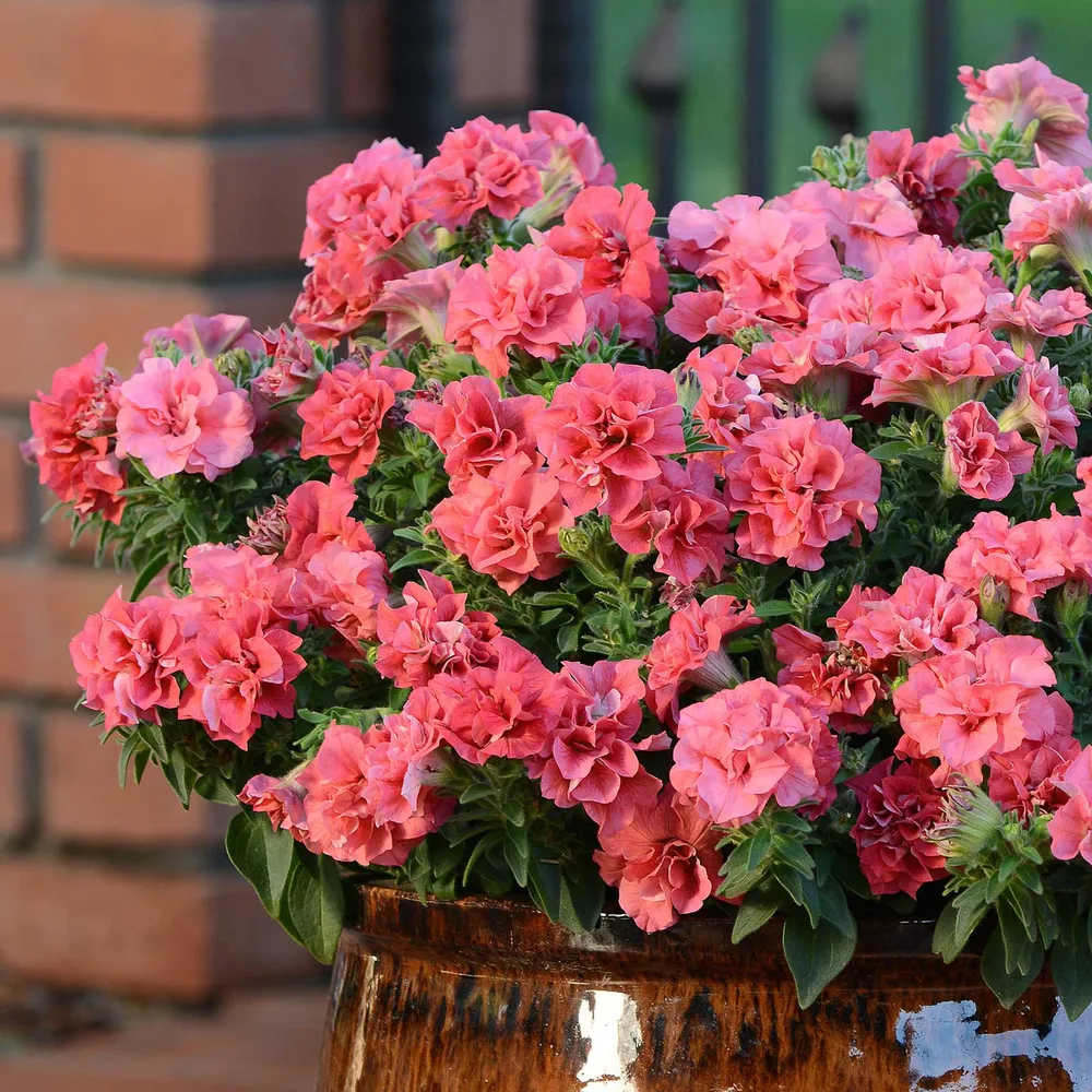 VEGSOW Petunia Seeds - Double Madness Salmon - Large Flowering Annuals