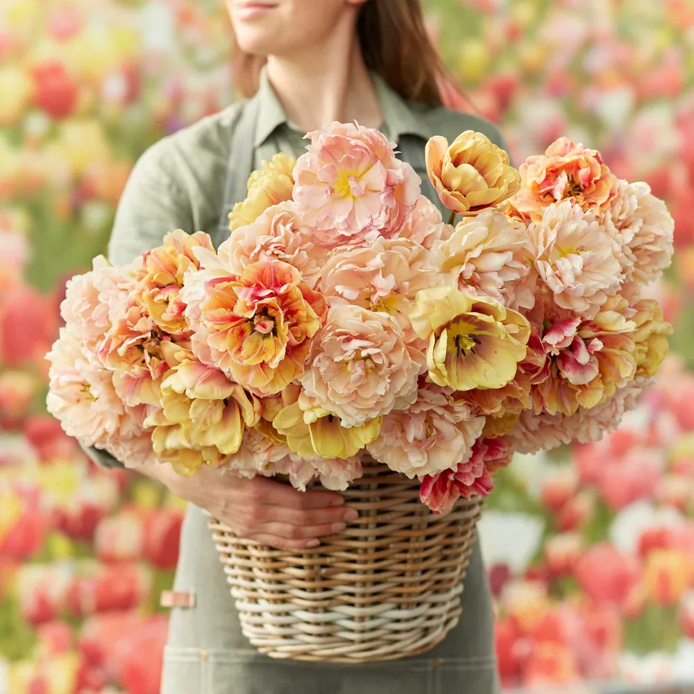 VEGSOW Double Rosé Tulip Bundle - Spring Flowering Perennial Bulbs