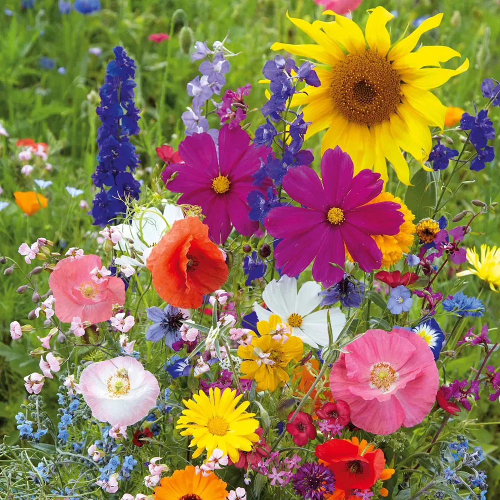 VEGSOW Fairytale Flower Seed Mix - Assorted Wildflower Varieties for Home Gardens