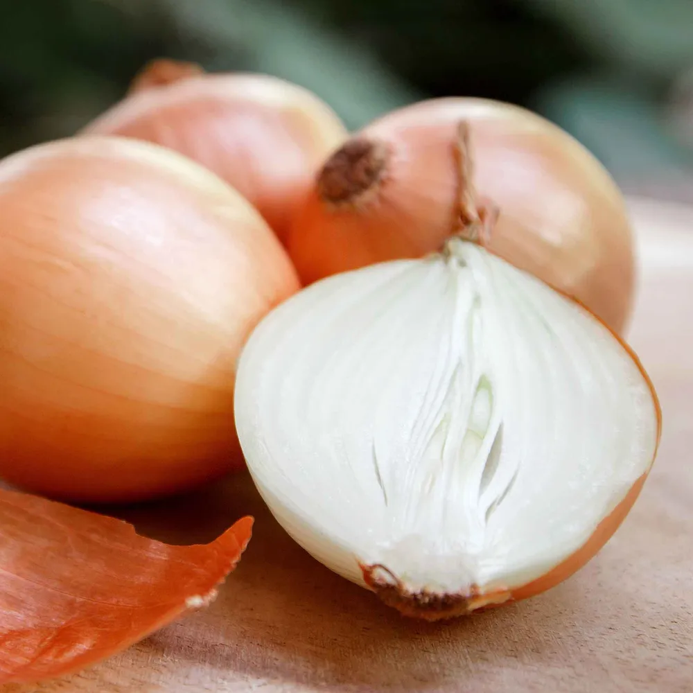 VEGSOW Yellow Sweet Spanish Onion Seeds - Long Day Variety