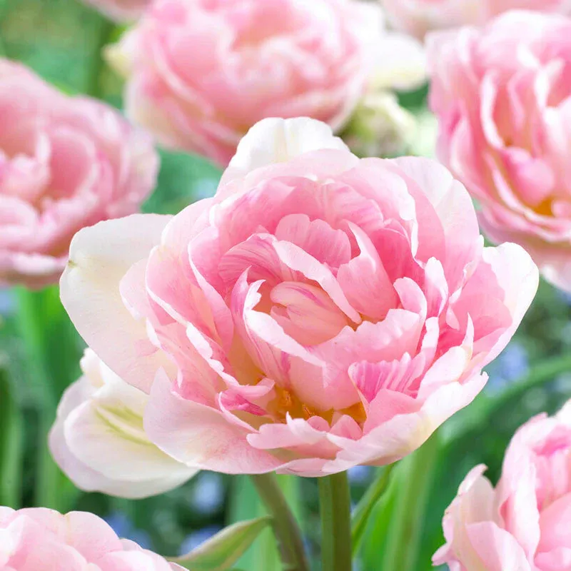 VEGSOW Tulip Bulbs - Dreamer Variety