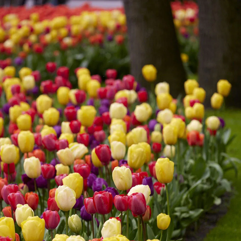 VEGSOW Tulip Bulbs - Border Mix for Spring Garden Landscapes