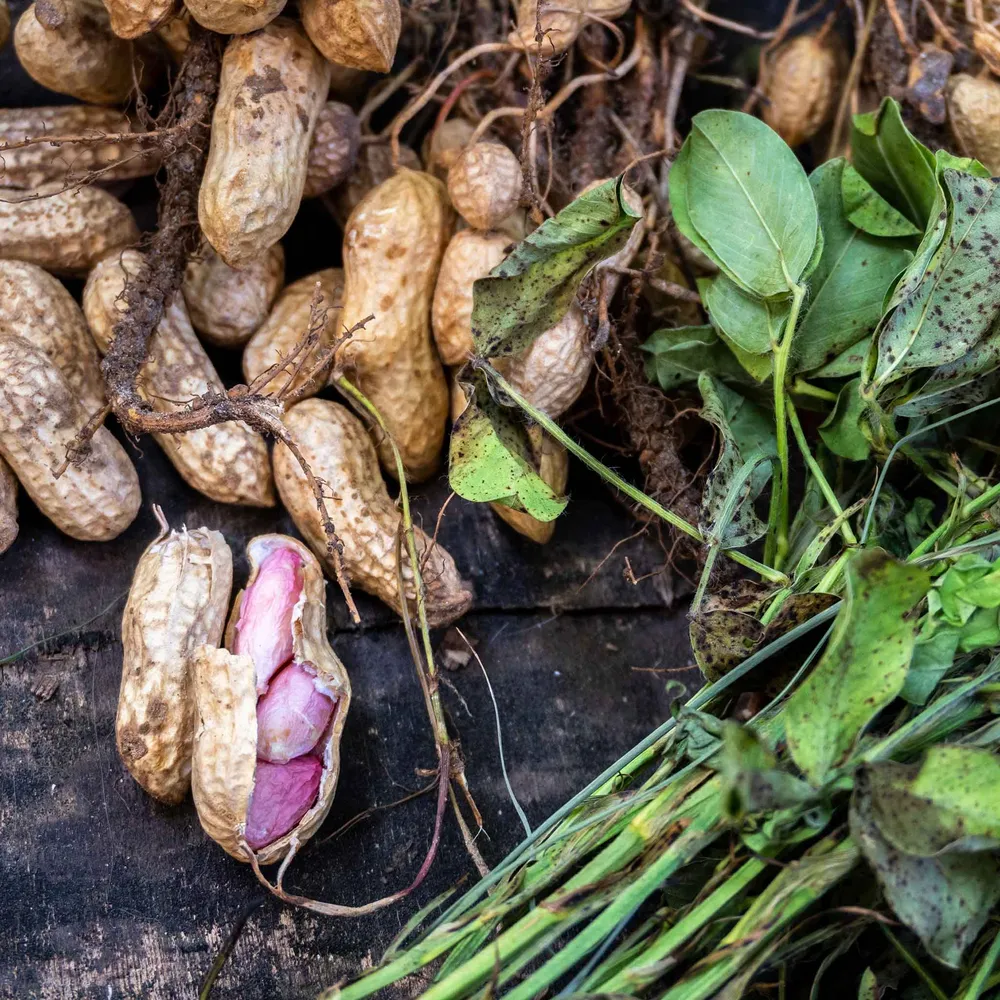 VEGSOW Raw Peanut Seeds - High Germination Large Kernel Bird Feed Mix
