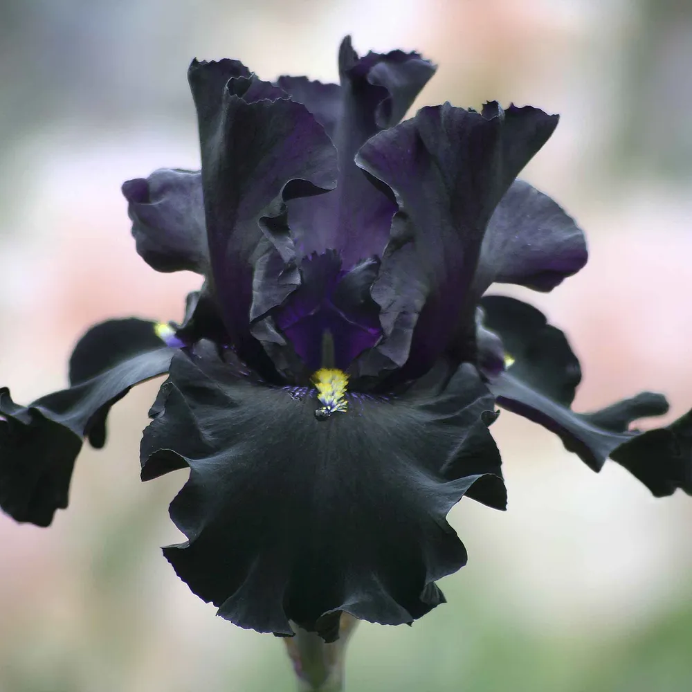 VEGSOW Senor Jinx Bearded Iris Bulbs - Perennial Garden Rhizomes