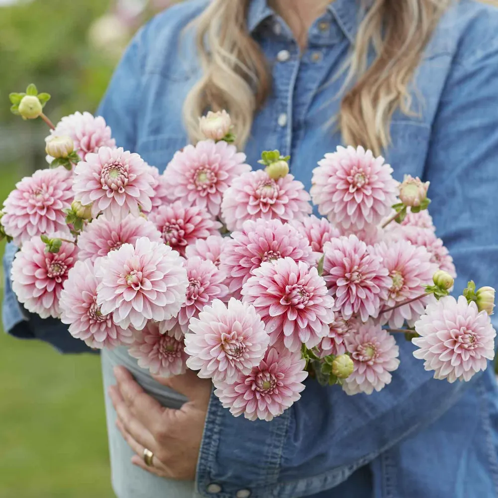 VEGSOW Strawberry and Cream Decorative Dahlia Tubers