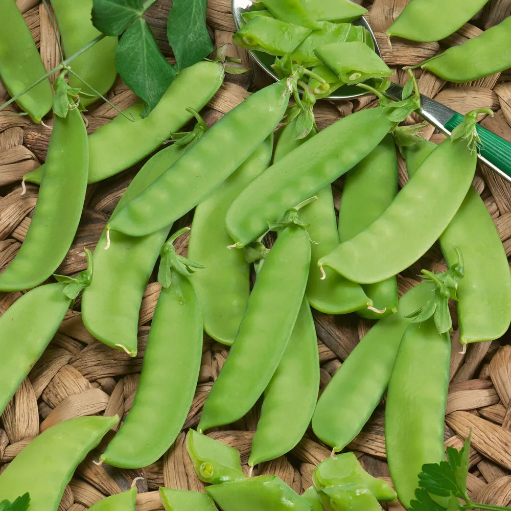 VEGSOW Mammoth Melting Pea Seeds - Organic Heirloom Vegetable Seeds