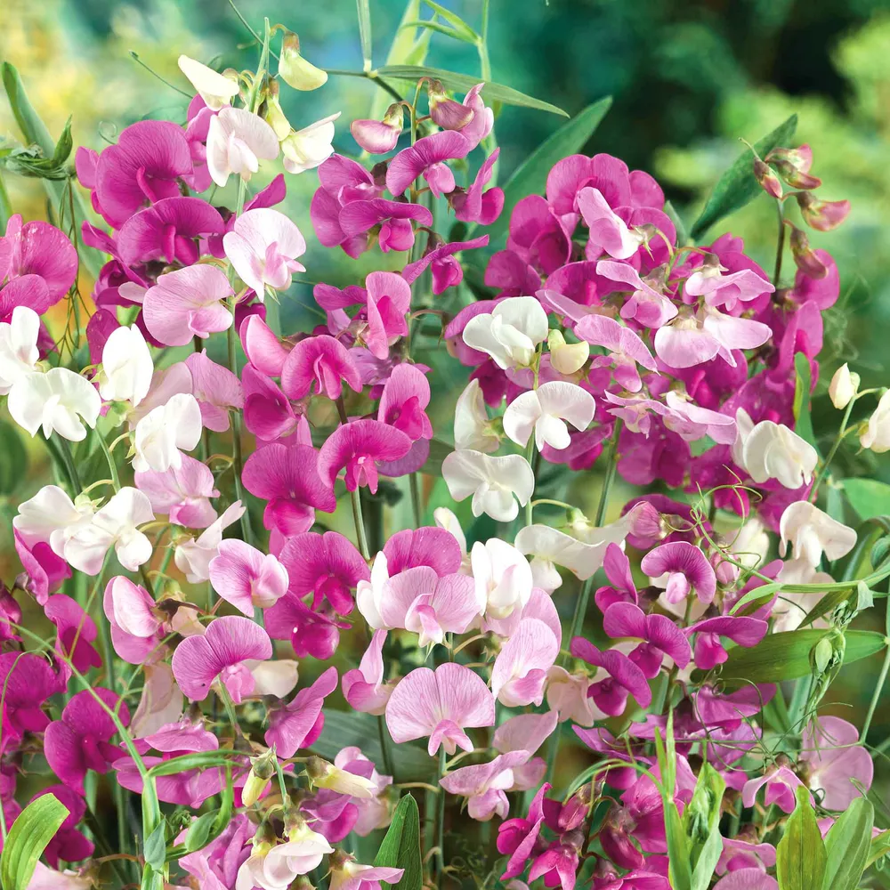 VEGSOW Everlasting Pea Seeds - Mixed Colors Perennial Climbing Flowers