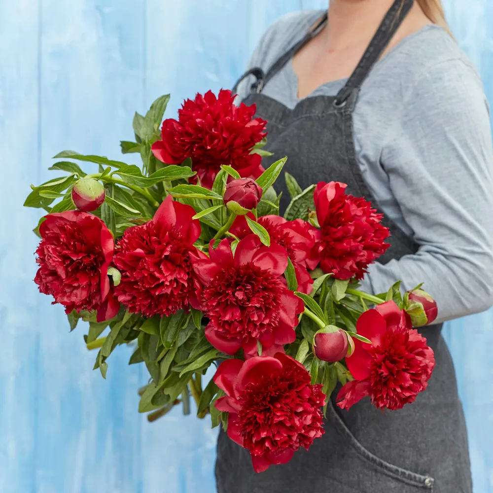VEGSOW Red Charm Peony Roots - Bare Root Perennial Flower Bulbs